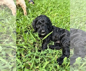 Goldendoodle Puppy for sale in HARRISON, TN, USA