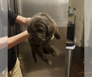 Newfoundland Puppy for sale in LIZELLA, GA, USA