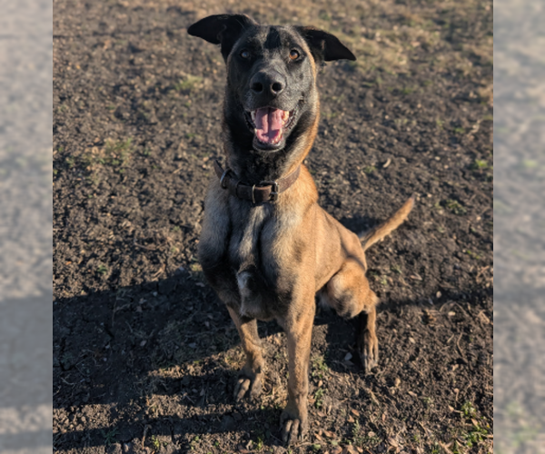 Medium Photo #1 Mutt Puppy For Sale in Denton, TX, USA