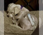 Small #4 Shih Tzu Mix