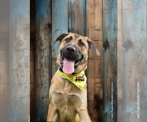 Anatolian Shepherd-Unknown Mix Dogs for adoption in Mooresville, NC, USA