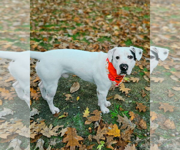 Medium Photo #4 American Bulldog-Labrador Retriever Mix Puppy For Sale in Westminster, MA, USA