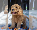 Puppy Art Goldendoodle