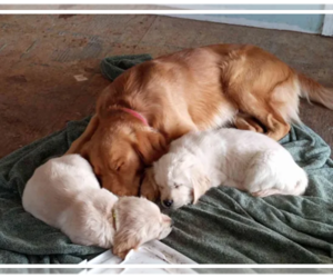 Father of the Golden Retriever puppies born on 12/14/2023