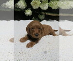 Puppy 5 Goldendoodle-Poodle (Miniature) Mix