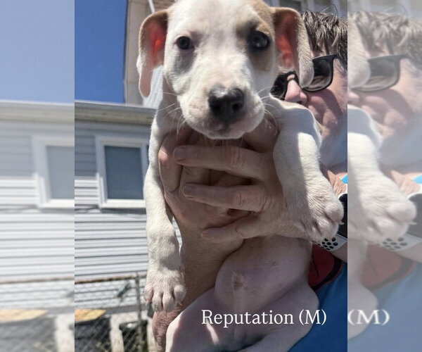 Medium Photo #3 Mutt Puppy For Sale in Wenonah, NJ, USA