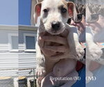 Small #2 Mutt