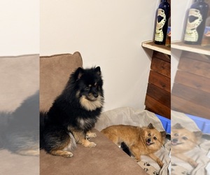Father of the Pomeranian puppies born on 10/23/2026