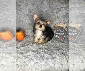 Yorkshire Terrier Puppy for sale in INDIANAPOLIS, IN, USA