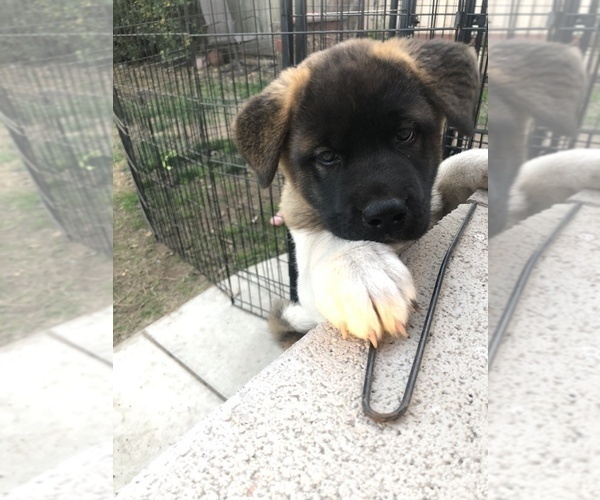 Medium Photo #1 Akita Puppy For Sale in ORCUTT, CA, USA