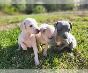 Italian Greyhound Litter for sale in SAN DIEGO, CA, USA