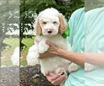 Puppy Puppy 2 Goldendoodle
