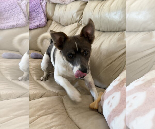 Medium Photo #5 Jack Russell Terrier-Unknown Mix Puppy For Sale in Holly Springs, NC, USA