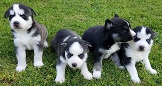 Siberian Husky Puppy for sale in CABOT, AR, USA