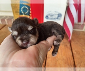 Schnauzer (Miniature) Puppy for sale in KINGSPORT, TN, USA