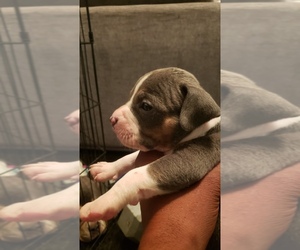 American Bully Puppy for sale in PORTSMOUTH, VA, USA