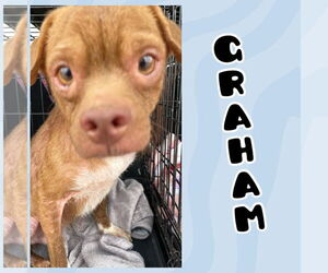 Chug Dogs for adoption in New London, WI, USA