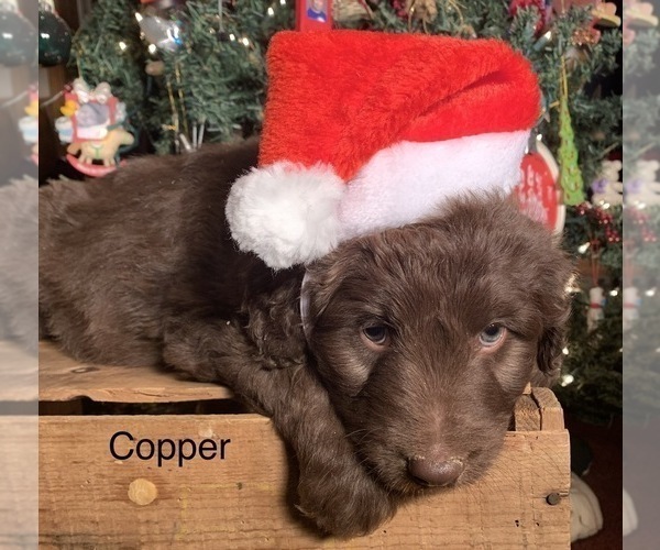 Medium Photo #10 F2 Aussiedoodle Puppy For Sale in ARBA, IN, USA