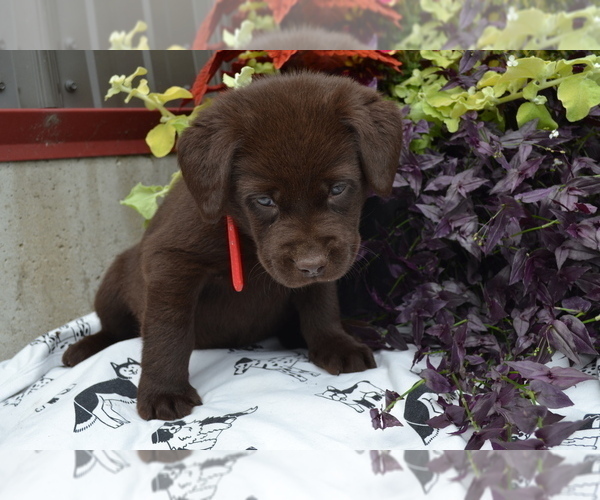 Medium Photo #15 Labrador Retriever Puppy For Sale in GREENWOOD, WI, USA