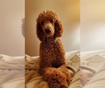 Small Photo #1 Poodle (Standard) Puppy For Sale in SANGER, TX, USA