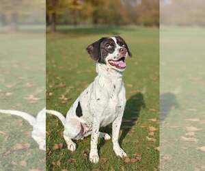 Clover 26/666 - Female Pointer-Unknown Mix Dog for Adoption - Photo #4