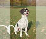 Small Photo #4 Pointer-Unknown Mix Puppy For Sale in Talladega, AL, USA