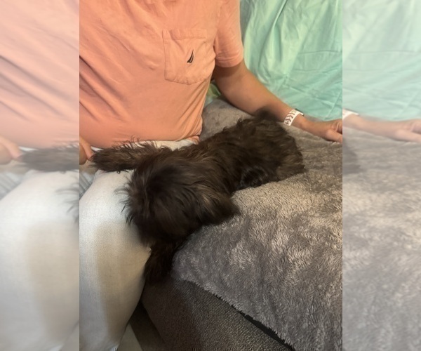 Medium Photo #10 Shih Tzu Puppy For Sale in BROOKLET, GA, USA