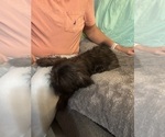 Small Photo #10 Shih Tzu Puppy For Sale in BROOKLET, GA, USA
