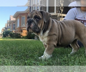 Medium Bulldog