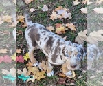Small Photo #3 Catahoula Leopard Dog Puppy For Sale in MORAN, MI, USA
