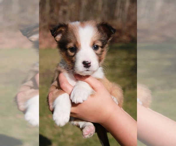 Medium Photo #7 Beagle-Shetland Sheepdog Mix Puppy For Sale in MEADVILLE, PA, USA