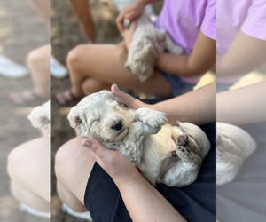 Goldendoodle Puppy for sale in DIXON, CA, USA