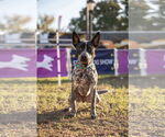 Small #1 American Pit Bull Terrier Mix