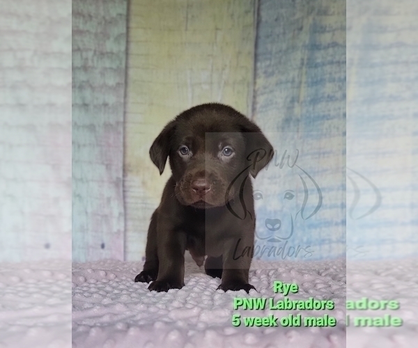Medium Photo #3 Labrador Retriever Puppy For Sale in ROGUE RIVER, OR, USA