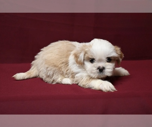 Medium Photo #1 Shih Tzu Puppy For Sale in EL PASO, TX, USA
