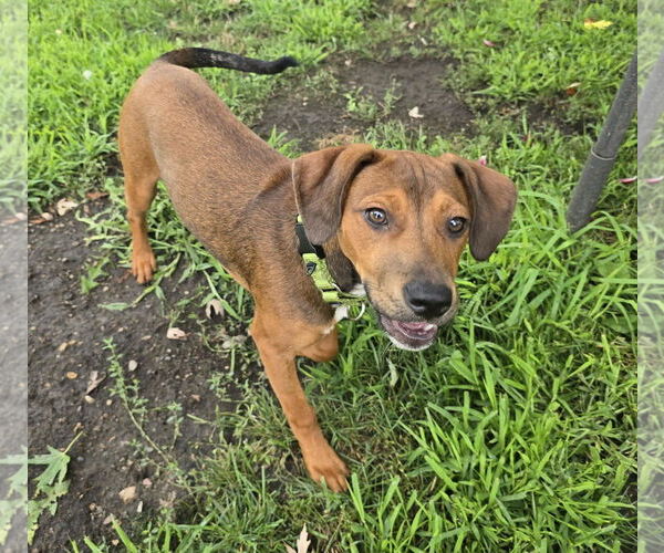 Medium Photo #1 Dachshund-Labrador Retriever Mix Puppy For Sale in Brooklyn Center, MN, USA