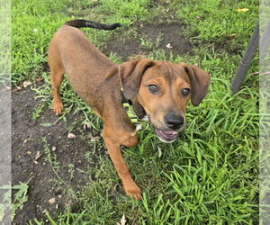 Dachshund-Labrador Retriever Mix Dogs for adoption in Brooklyn Center, MN, USA