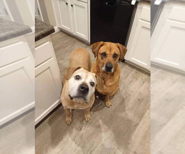 Medium Photo #2 Black Mouth Cur-German Shepherd Dog Mix Puppy For Sale in Evansville, IN, USA