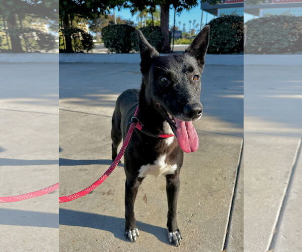 Medium Photo #1 Australian Kelpie-Labrador Retriever Mix Puppy For Sale in Newport Beach, CA, USA