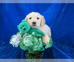 Small Photo #10 Golden Retriever Puppy For Sale in NORWOOD, MO, USA