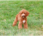 Small #2 Cavapoo (Miniature)