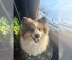 Small #2 Pomeranian Mix