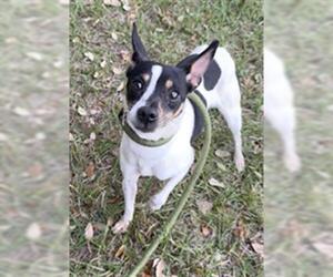 Rat Terrier Dogs for adoption in Fort Lauderdale, FL, USA