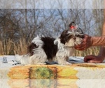Small #13 Shih Tzu