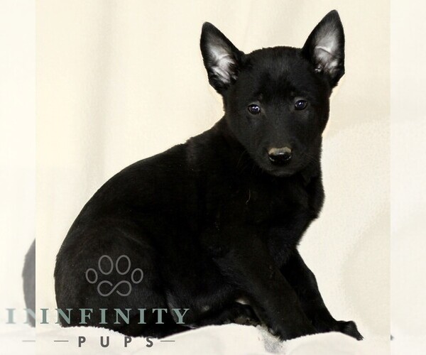 Medium Photo #3 Belgian Malinois Puppy For Sale in RONKS, PA, USA