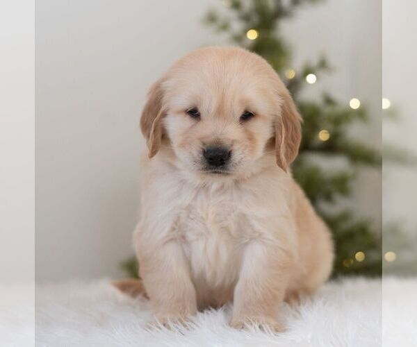 Medium Photo #1 Golden Retriever Puppy For Sale in NEWPORT, PA, USA