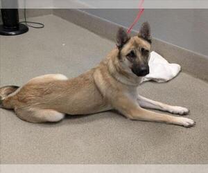 German Shepherd Dog-Unknown Mix Dogs for adoption in Las Vegas, NV, USA