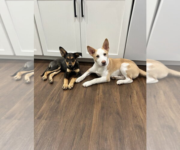 Medium Photo #12 German Shepherd Dog-Unknown Mix Puppy For Sale in Brewster, NY, USA
