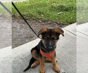 Australian Shepherd Puppy for sale in BOCA RATON, FL, USA
