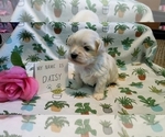 Small Photo #4 Maltipoo (Miniature) Puppy For Sale in BROOKFIELD, MO, USA